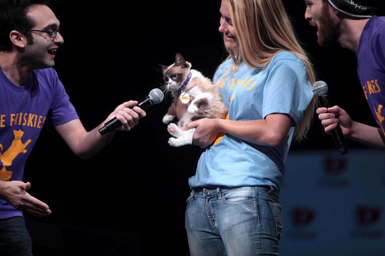 Grumpy Cat meme template