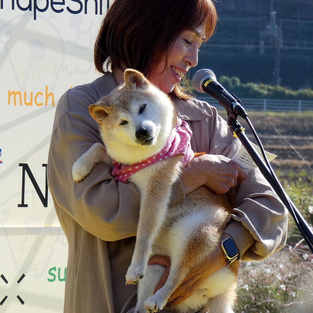 Doge (Kabosu) meme template