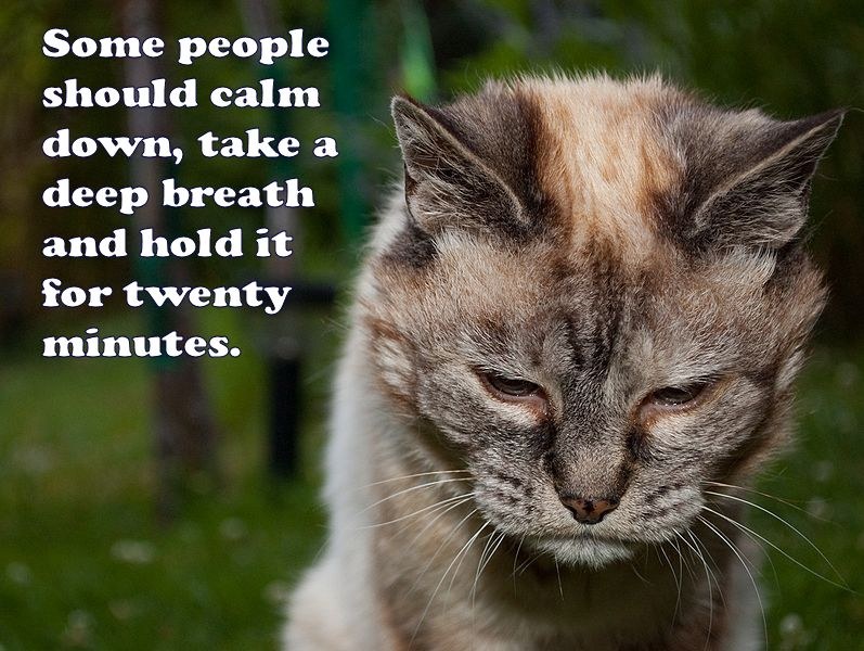Calm Down Lolcat meme template