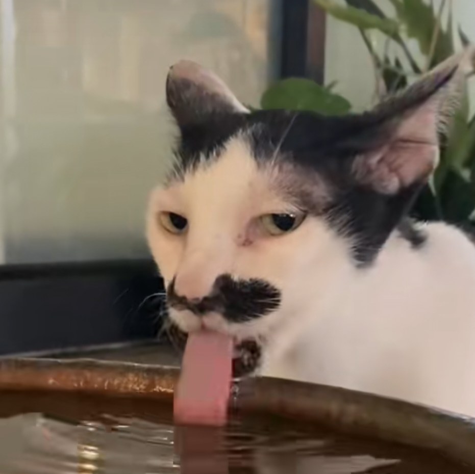 Side-eye Cat meme template